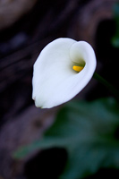 &copy Rudolf P du Toit