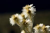 &copy Rudolf P du Toit