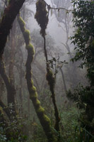 &copy Rudolf P du Toit