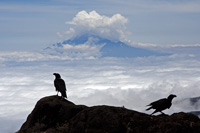 &copy Rudolf P du Toit