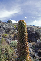 &copy Rudolf P du Toit