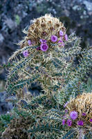 &copy Rudolf P du Toit