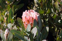 &copy Rudolf P du Toit