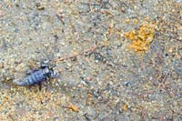 &copy Rudolf P du Toit