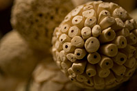 &copy Rudolf P du Toit