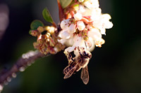 &copy Rudolf P du Toit