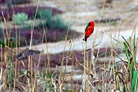 &copy Rudolf P du Toit