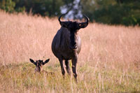 &copy Rudolf P du Toit