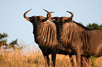 &copy Rudolf P du Toit