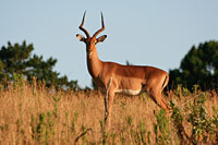 &copy Rudolf P du Toit