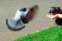 &copy Rudolf P du Toit