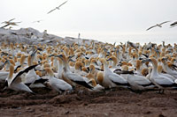 &copy Rudolf P du Toit