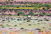 &copy Rudolf P du Toit